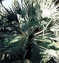 Silver Mazari Palm 10 Seeds - Nannorrhops ritchienana