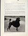 Fine Art Photo Print Old Poodle Dog Hound Animal Pet