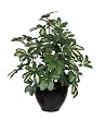 Artificial 2' Variegated Scheffelera in Round Black Ceramic