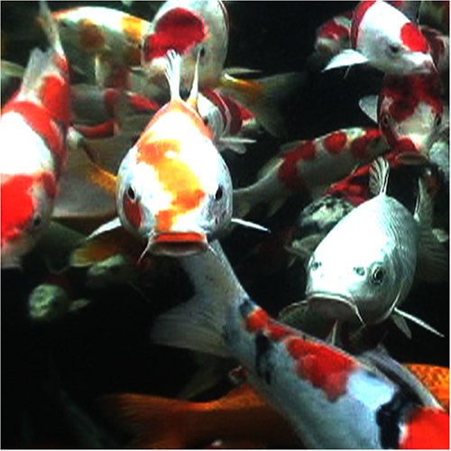 Cover image : 國魚錦鯉 [DVD]