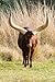 African Ankole Watusi Cow Journal: 150 page lined notebook/diary