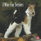 Fox Terriers, Wire 2010 Square Wall