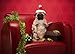 Holiday Pug Cards
