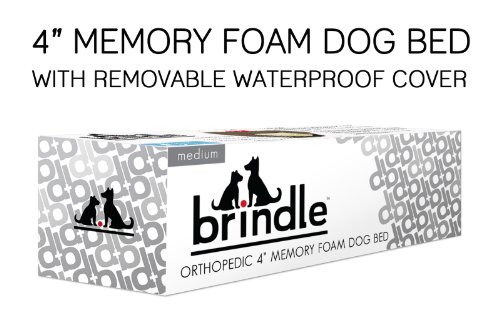 Brindle 4