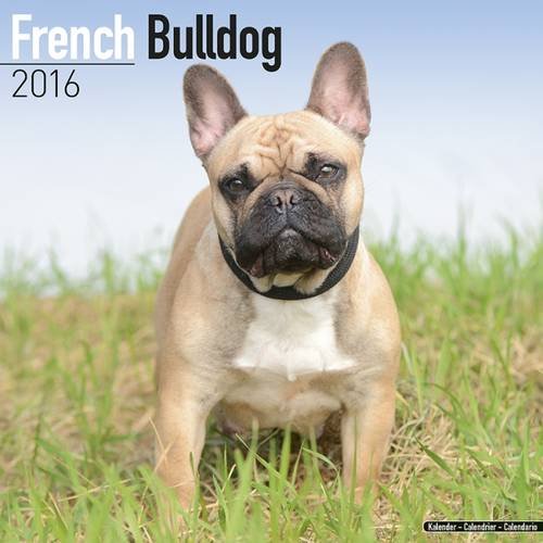 French Bulldog Calendar - Breed Specific French Bulldog Calendar - 2016 Wall calendars - Dog Calendars - Monthly Wall Calendar by Avonside