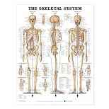The Skeletal System Anatomical Chart