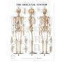 The Skeletal System Anatomical Chart