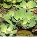 3 Grosse Muschelblumen f�r den Gartenteich