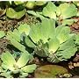3 Grosse Muschelblumen f�r den Gartenteich von M�hlan Wasserpflanzen