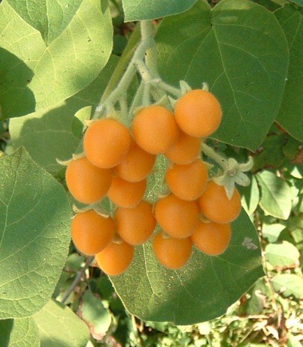 Cyphomandra abutiloides - Dwarf Tamarillo - 20 seeds Cyphomandra abutiloides - Dwarf Tamarillo - 20 seeds