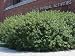 Fragrant Sumac 20 Seeds