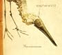 Grus Americanus