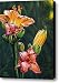 The Day's Daylily Canvas Print / Canvas Art - Artist Cara Bevan