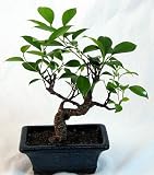 519vwn0DIXL. SL160  Bonsai Tree (Ficus Green Island) II Nursery Direct from Joebonsai Reviews