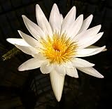 White Lotus 10 Seeds - Nymphaea ampla white - Dotleaf