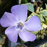 ビンカ ミノール（ヒメツルニチニチソウ）：斑入り葉・青花3号3株セット