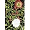 10th Grade American Literature at Providence Academy