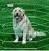 Pet Supplies : Precision Pet 1210-SXP18-B 18 Inch High Silver Exercise Pen Top With Snaps