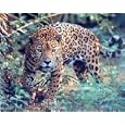 Jaguar Prowling 16 x 20 Animals Art Print Posters