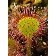 Tropica - Rundbl�ttriger Sonnentau (Drosera rotundifolia) - 50 Samen inklusive Kultursubstrat