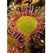 Tropica - Rundbl�ttriger Sonnentau (Drosera rotundifolia) - 50 Samen inklusive Kultursubstrat