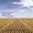 Music in the American Grain