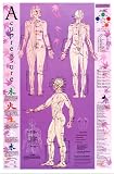 Acupressure Point Reference Laminated Chart/Poster