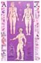 Acupressure Point Reference Laminated Chart/Poster