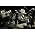 Vignette de Dave Douglas