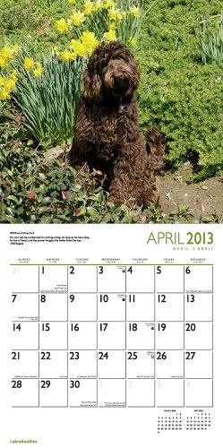 Labradoodles 2013 Square 12X12 Wall Calendar