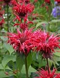 Bee Balm - Monarda Fistulosa - 50 Seeds + *FREE SEEDS*