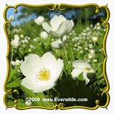 1 Oz Canada Anemone (Anemone canadensis) Bulk Wildflower Seeds