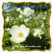 1 Lb Canada Anemone (Anemone canadensis) Bulk Wildflower Seeds