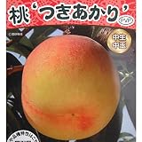 モモ(桃）：つきあかり4～5号ポット[生食用の中生黄肉品種として注目！][苗木]