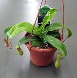 Large Red Asian Pitcher Plant-Nepenthes-4 Hanging Pot
