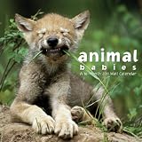 Animal Babies 2011 Wall Calendar