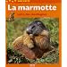 La marmotte : Lutin des montagnes