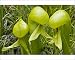 Photographic Prints of An insectivorous plant Cobra Lily from Ardea Wildlife Pets