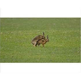 Photographic Prints of RES- Brown Hares mating from Ardea Wildlife Pets