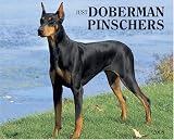 Just Doberman Pinschers 2008 Calendar (Just)