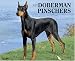 Just Doberman Pinschers 2008 Calendar