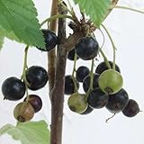 カシス：黒フサスグリ（ブラックカーラント）4～5号ポット[苗木]