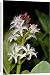 Canvas Prints of JLM-5074 BOGBEAN / BUCKBEAN - Bog plant, single stem in flower from Ardea Wildlife Pets