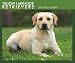 Labrador Retrievers, Yellow 2009 Boxed Calendar