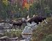 White Mountain Puzzles Kissing Moose