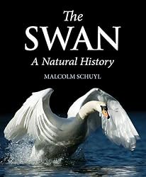 Swan