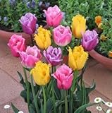 チューリップ球根　フリンジ咲セット　２０球入