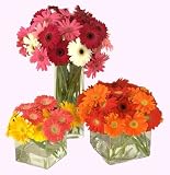 Send Fresh Cut Flowers - 40 Gerber Daisies
