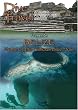 Dive Travel  Belize Home of the Famous Blue Hole