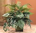 New Floral Home D&uml;&brvbar;cor Forest Fern and Ivy Silk Floor Plant Elegant Impressive Decoration Wonderful